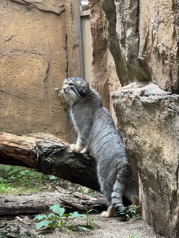 那須どうぶつ王国のナゴムの写真