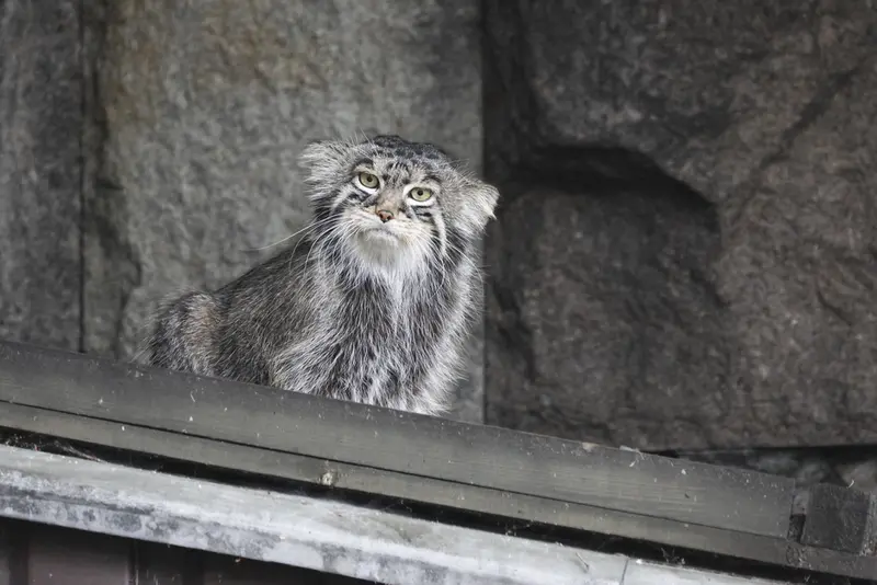 モスクワ動物園のティモフェイの写真