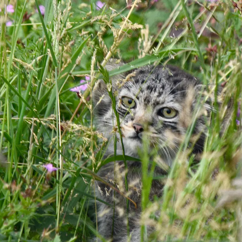 ポート・リムプネ・ワイルド・アニマル・パークのナムーの子猫 b. 2026 Ⅱの写真