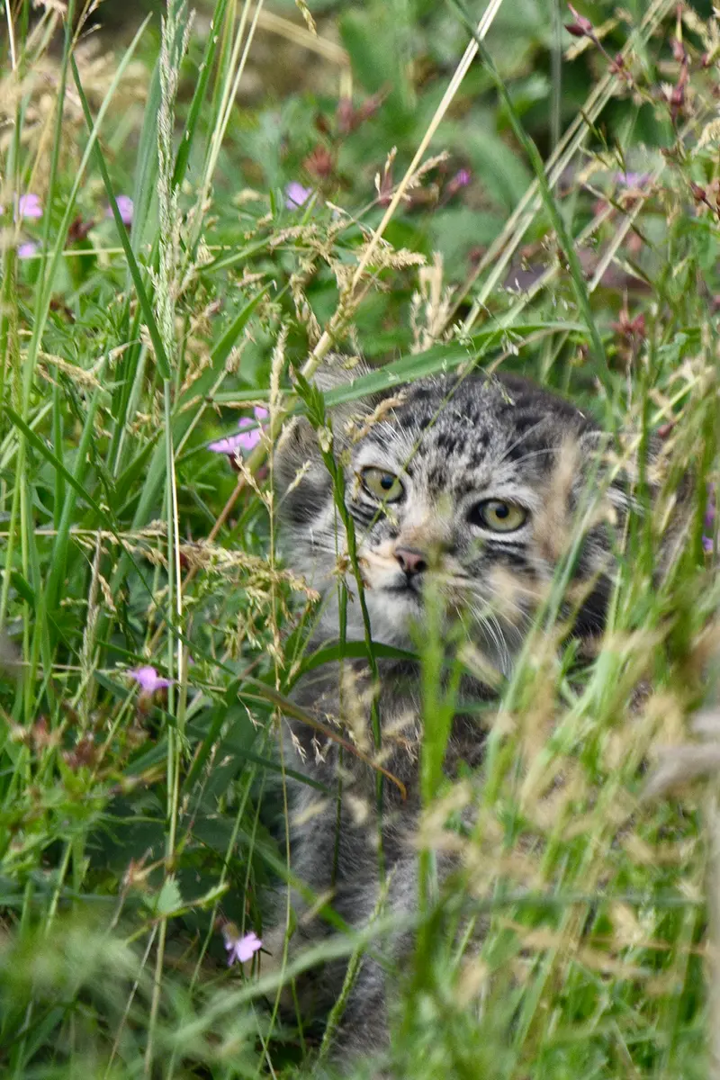 ポート・リムプネ・ワイルド・アニマル・パークのナムーの子猫 b. 2026 Ⅱの写真