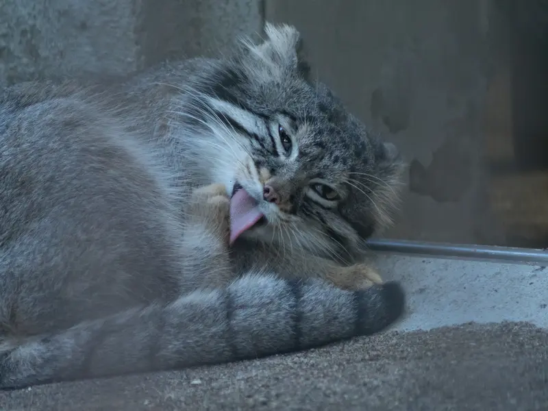 野毛山動物園のフィーガの写真