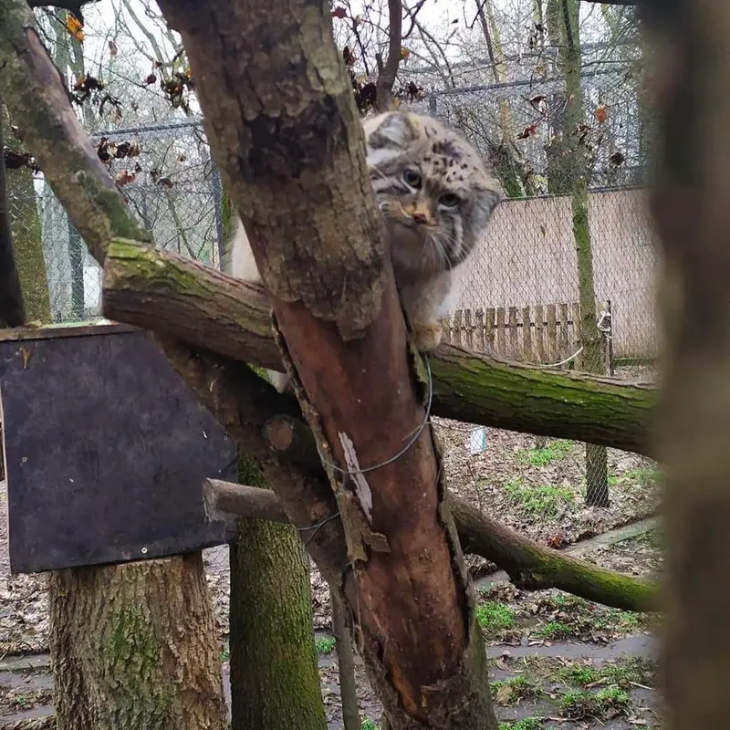 セゲド動物園のエルデネの子（2016年生まれ）の写真