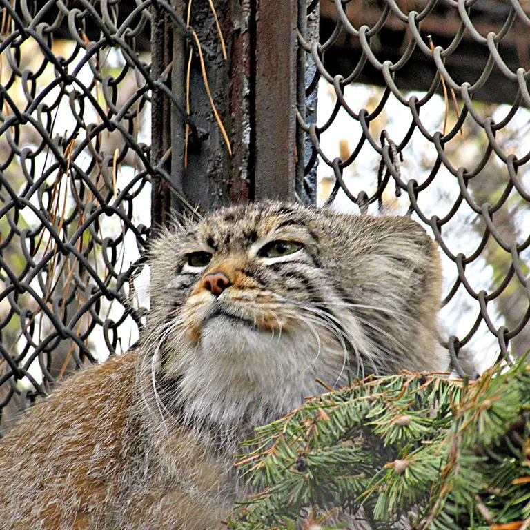 ノヴォシビルスク動物園のゼレノゴルスクの写真