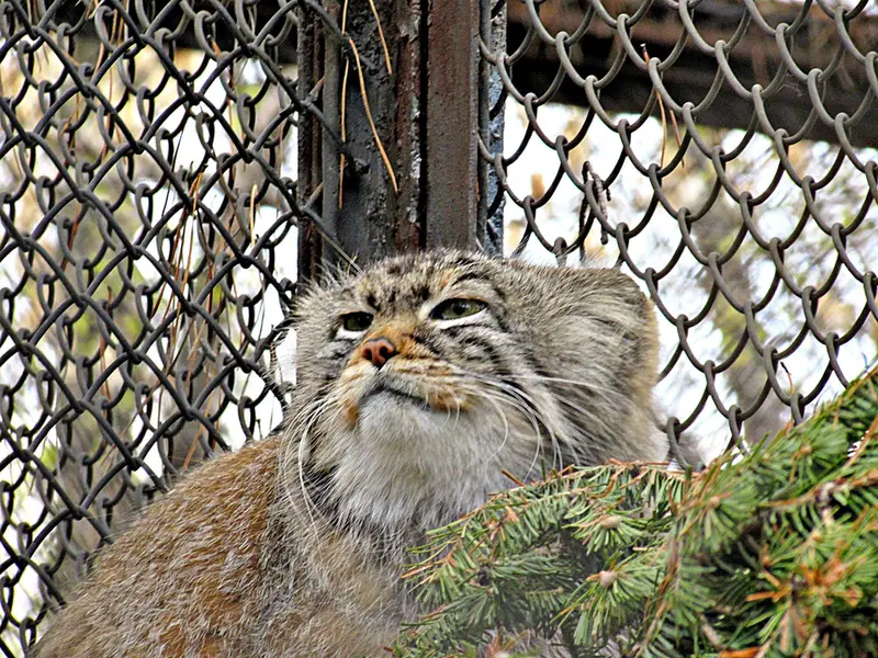 ノヴォシビルスク動物園のゼレノゴルスクの写真