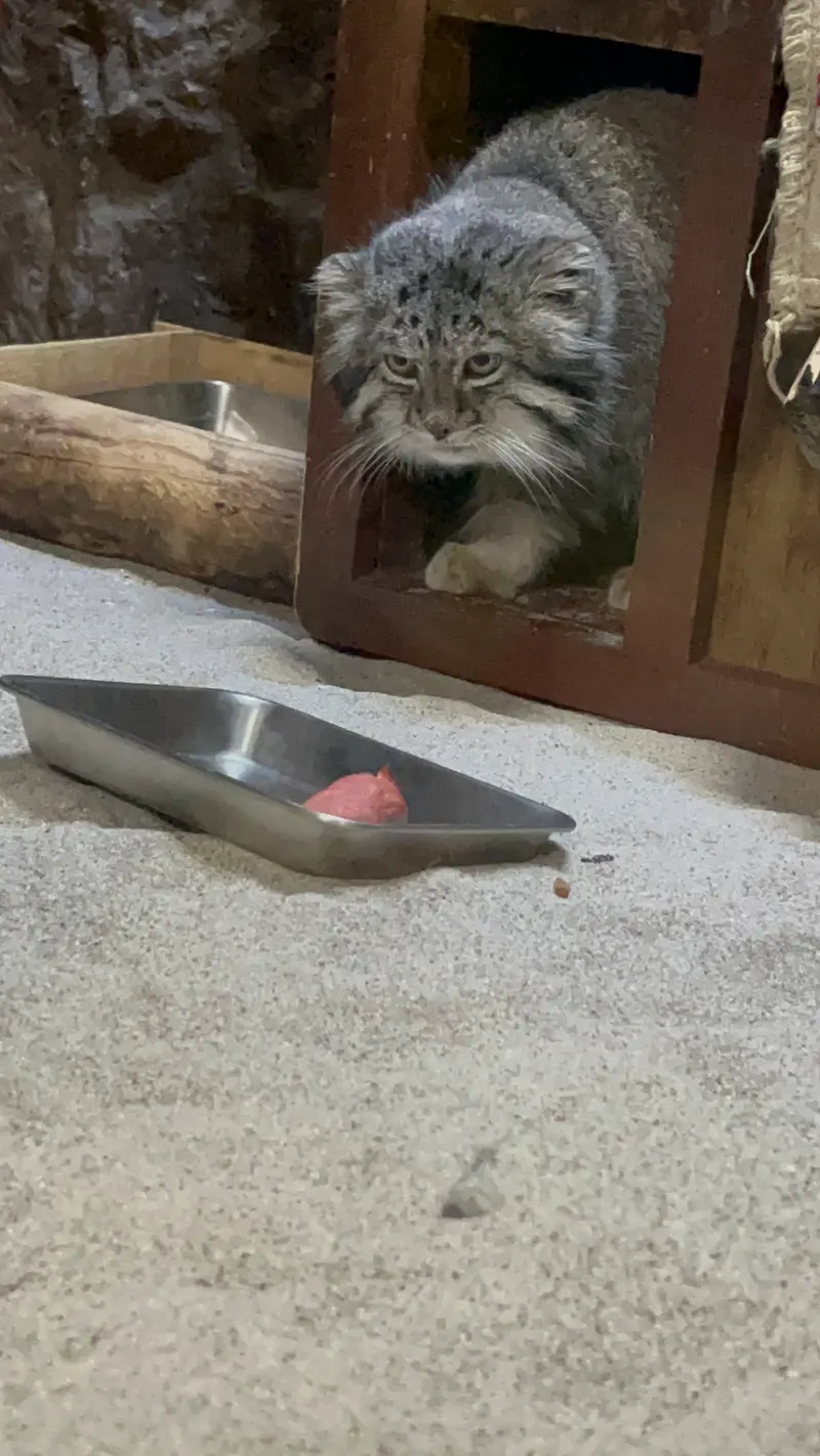 恩賜上野動物園のクリョンの写真