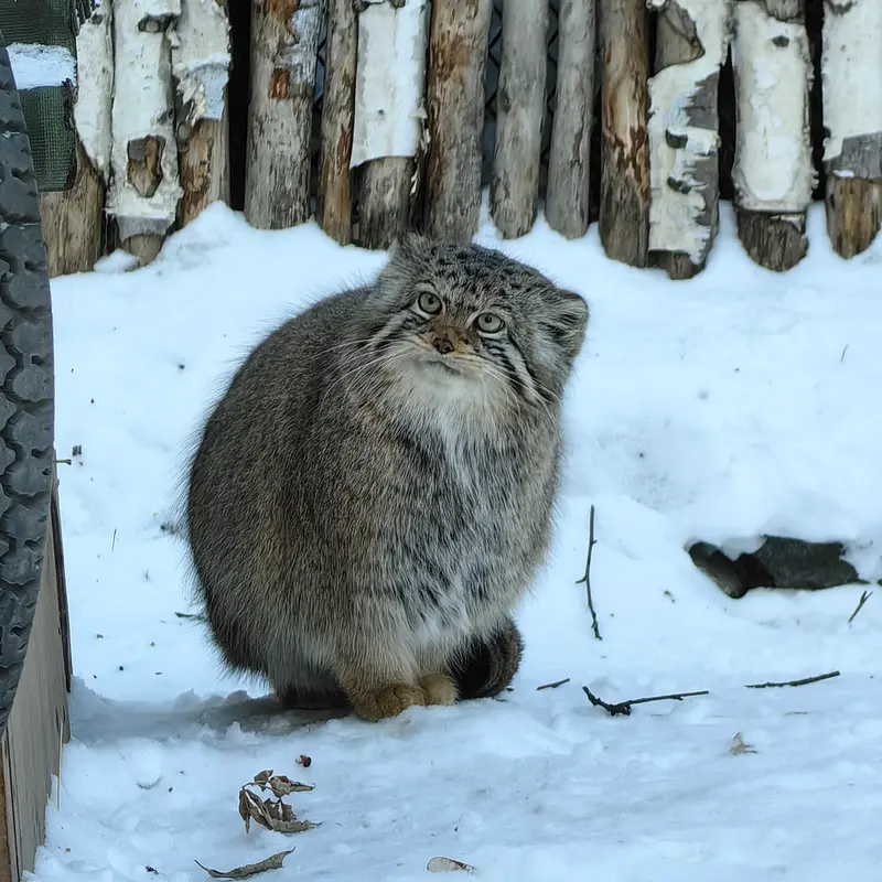 ノヴォシビルスク動物園のイヴの写真