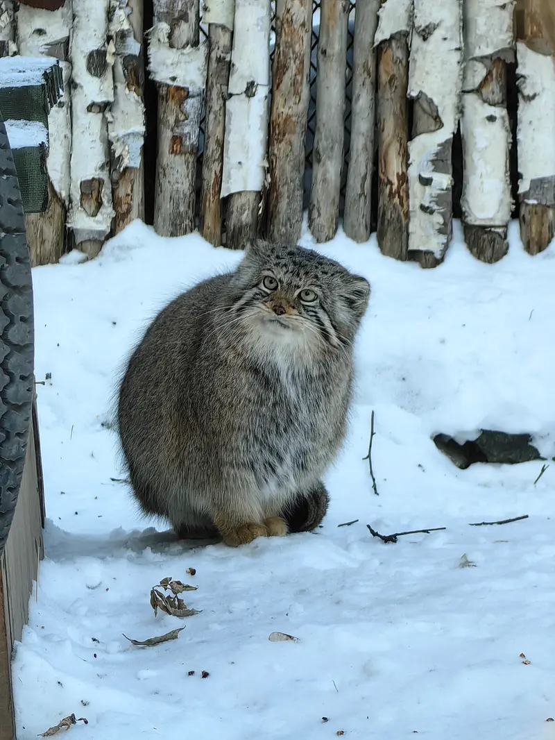 ノヴォシビルスク動物園のイヴの写真