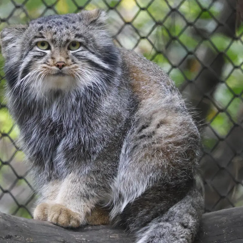 ノヴォシビルスク動物園のグレイの写真