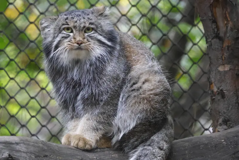 ノヴォシビルスク動物園のグレイの写真