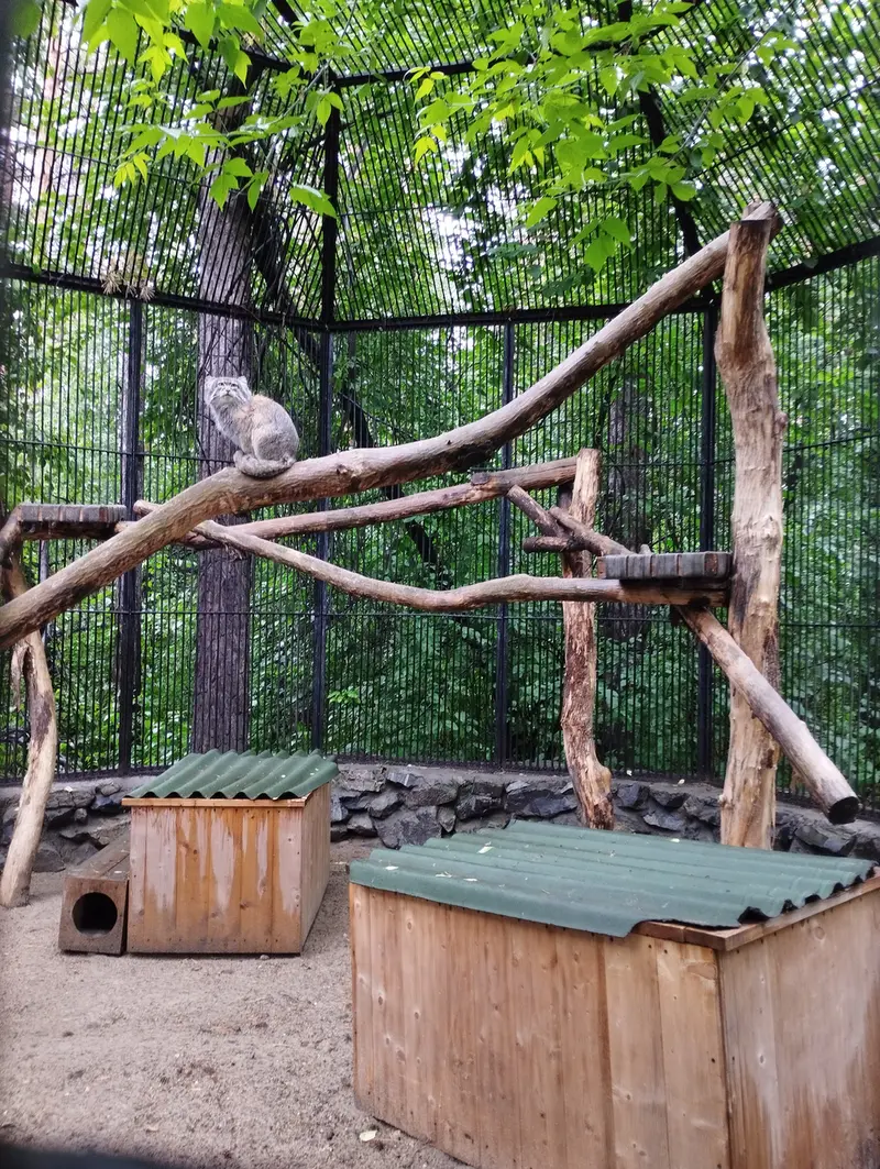ノヴォシビルスク動物園のマヌルネコの写真