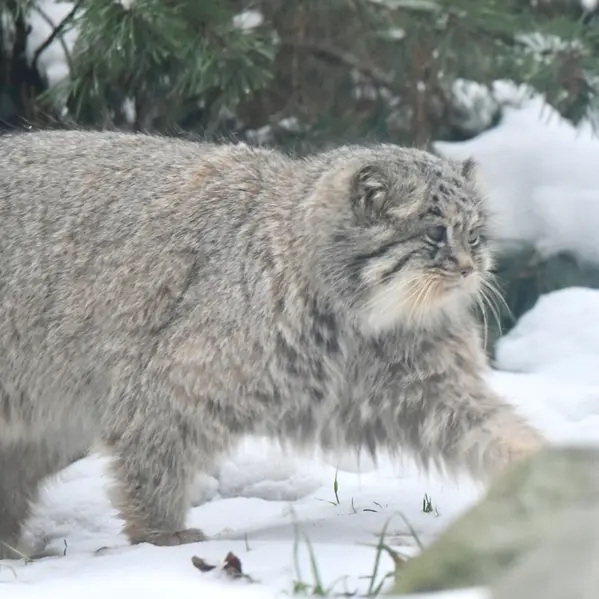 オペル動物園のバトゥの写真