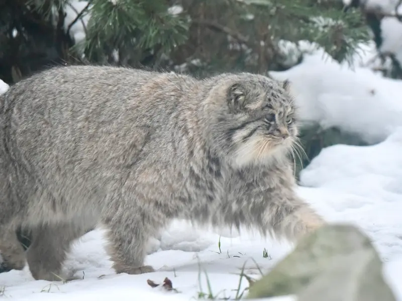 オペル動物園のバトゥの写真