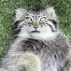 シンシナティ動物園のマヌルネコのミハイル