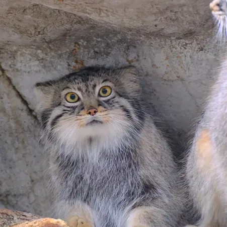 コロンバス動物園・水族館のオルダとティーナの写真
