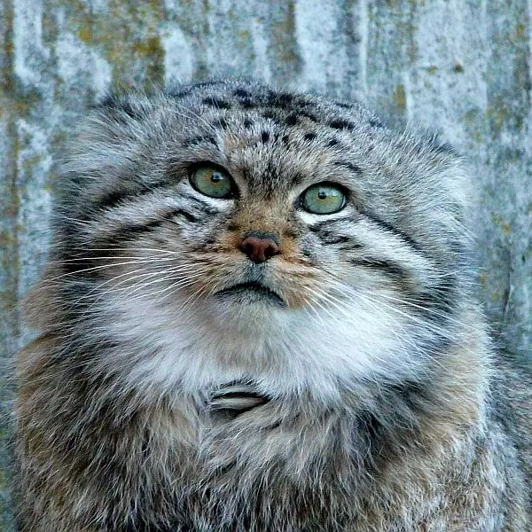 チューリッヒ動物園のマヌルネコのカッティ
