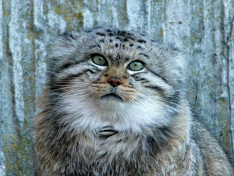 チューリッヒ動物園のカッティの写真