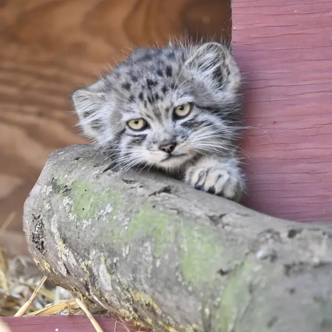 バナム動物園のマヌルネコの写真