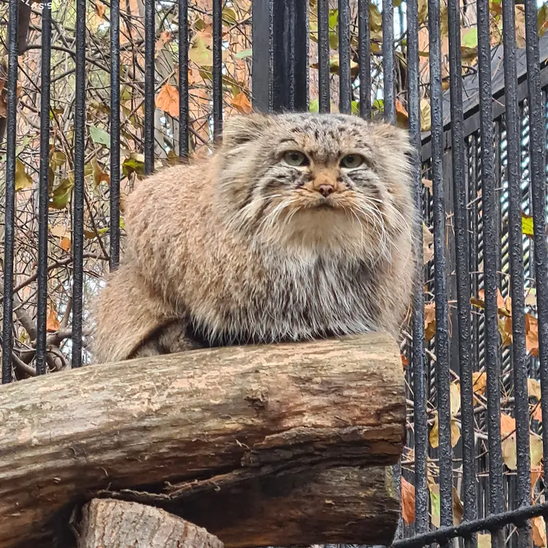 ノヴォシビルスク動物園のガビの写真