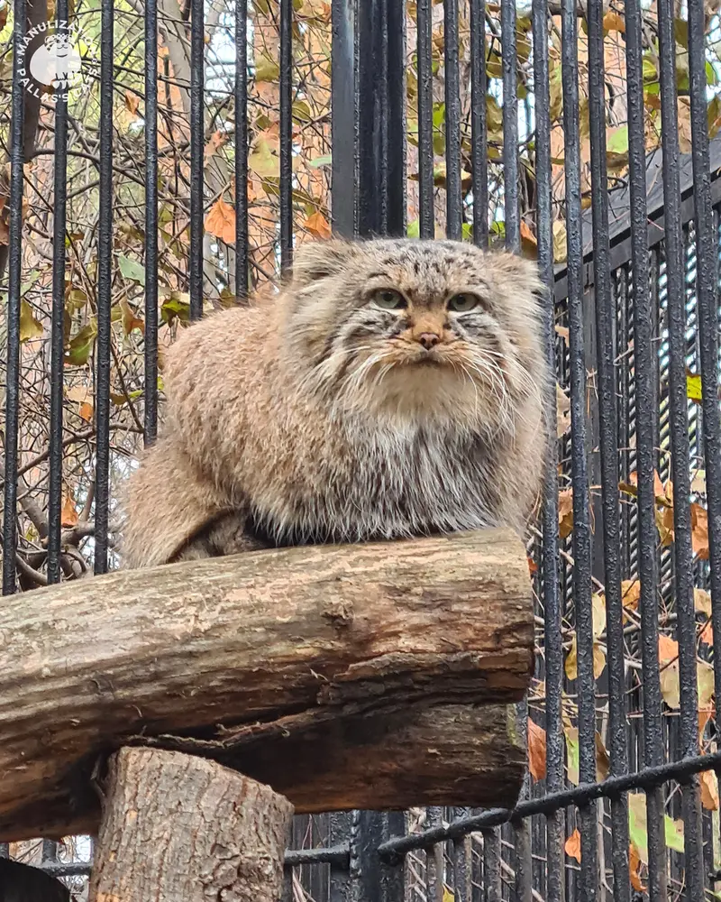 ノヴォシビルスク動物園のガビの写真