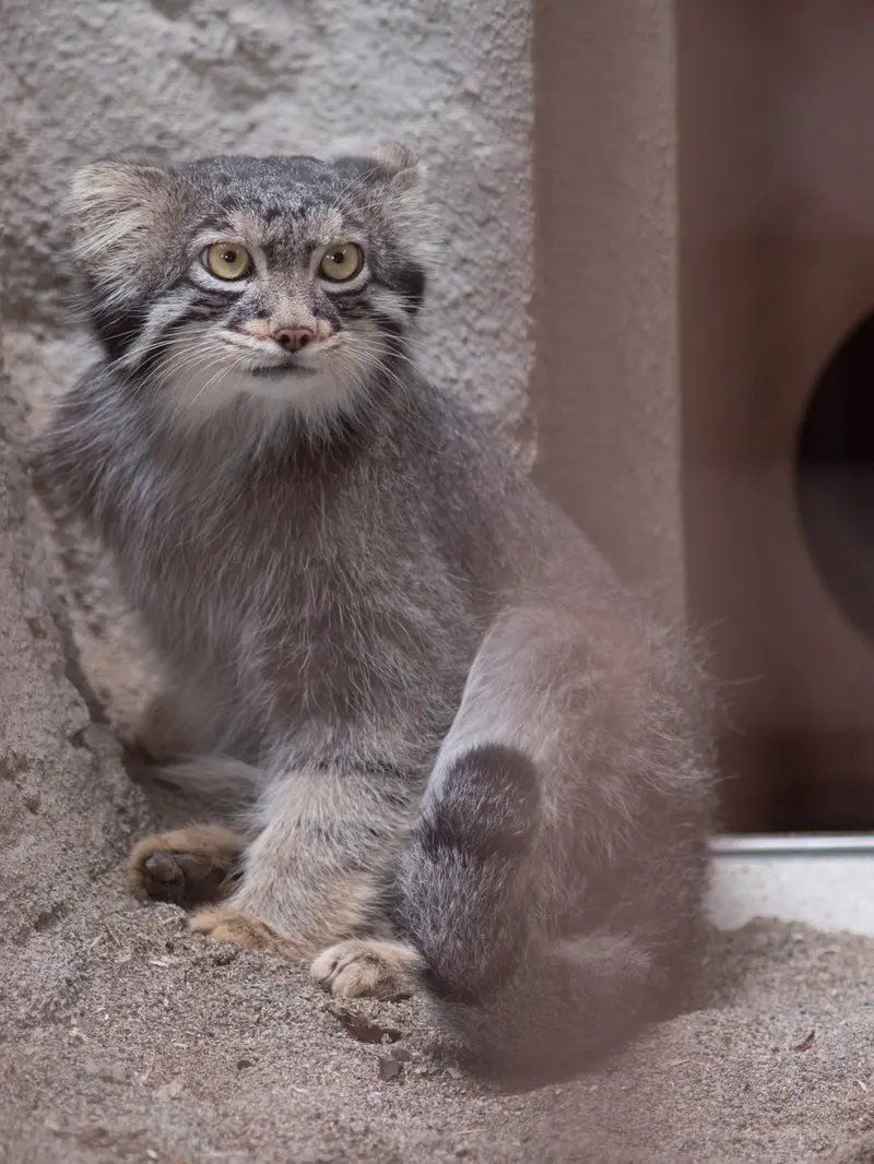 野毛山動物園のフィーガの写真