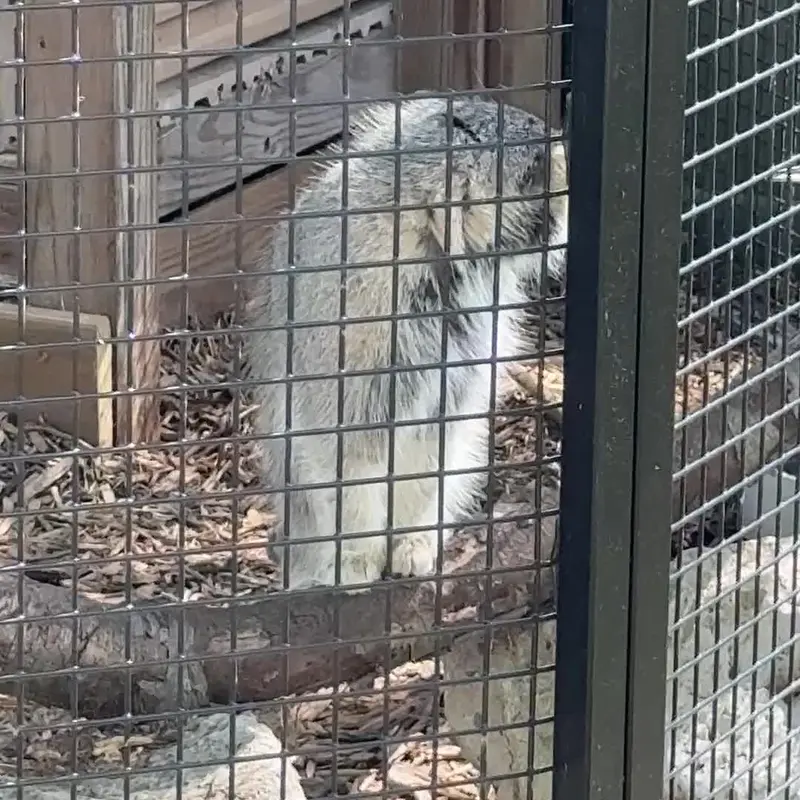 ニアイビ動物園のマヌルネコの写真