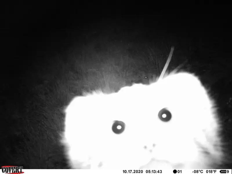 マヌルネコの写真