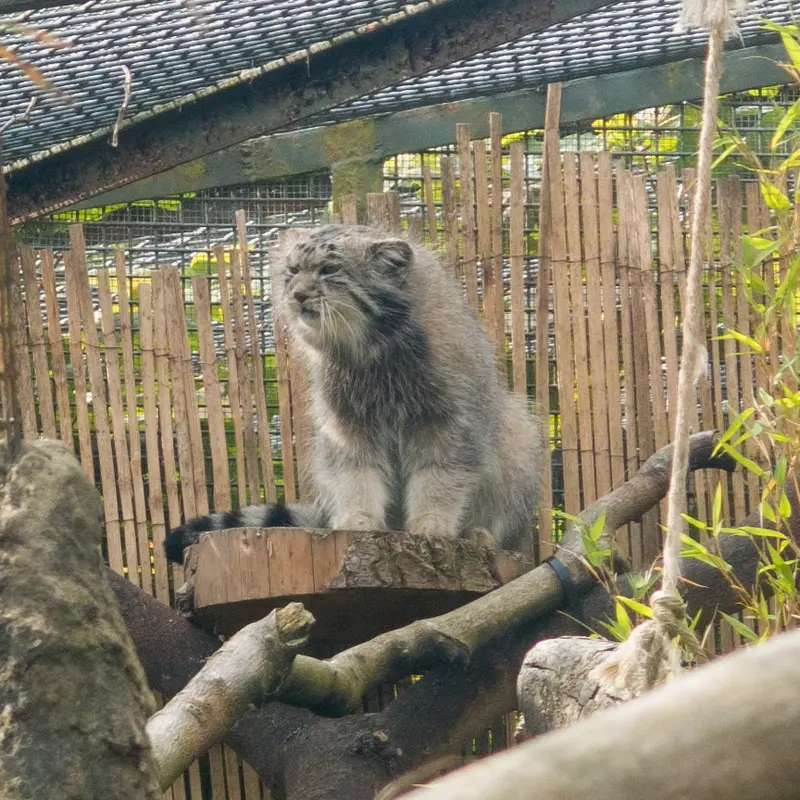 エディンバラ動物園のアキコの写真