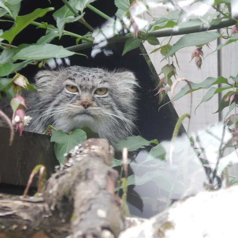トレゴムール動物園のイウォークの写真