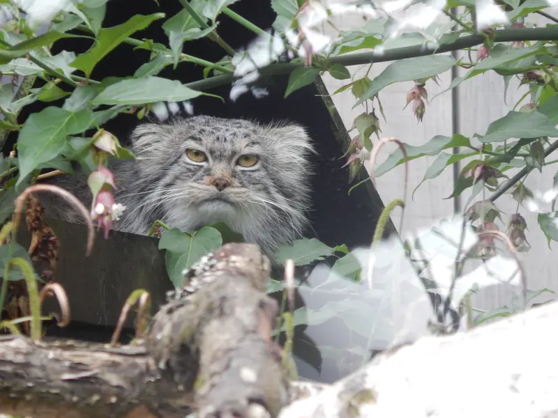 トレゴムール動物園のイウォークの写真