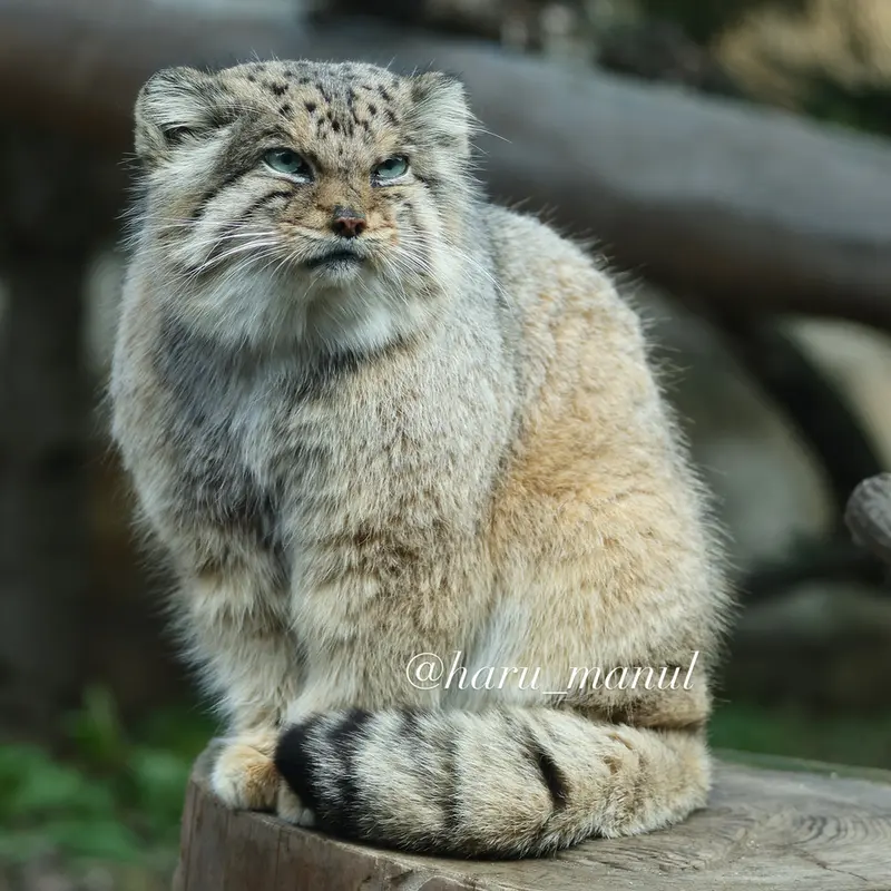 那須どうぶつ王国のボルの写真