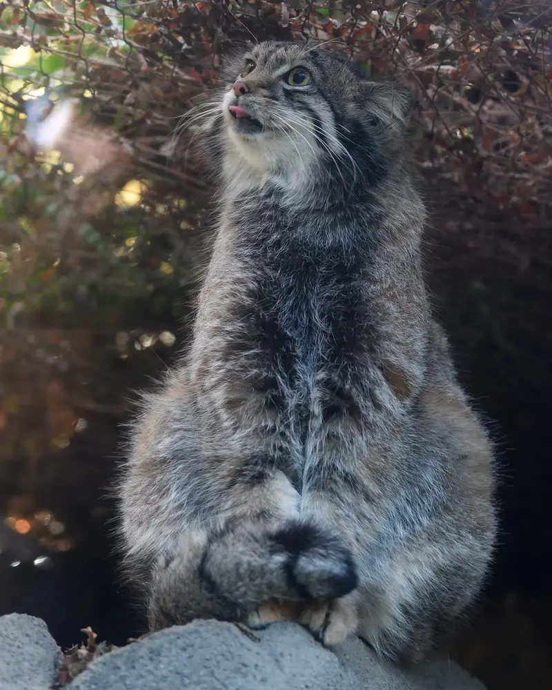 神戸どうぶつ王国のオトの写真