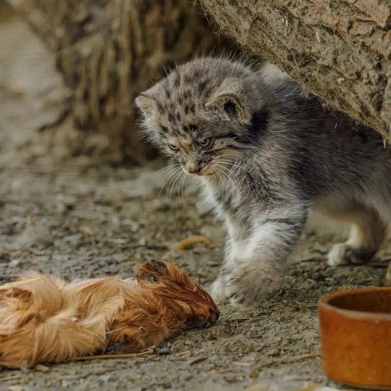 ブルノ動物園のマヌルネコの写真