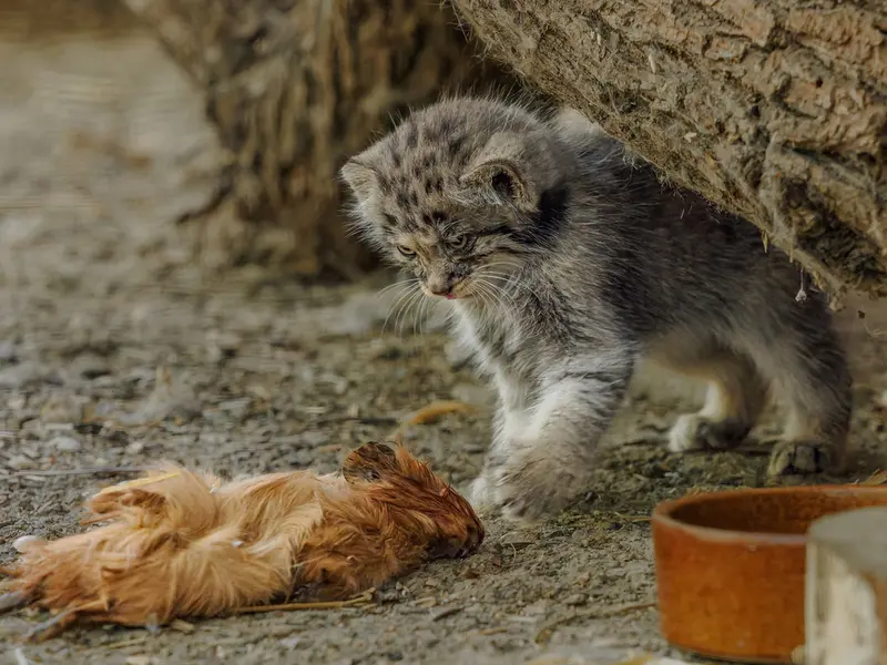 ブルノ動物園のマヌルネコの写真