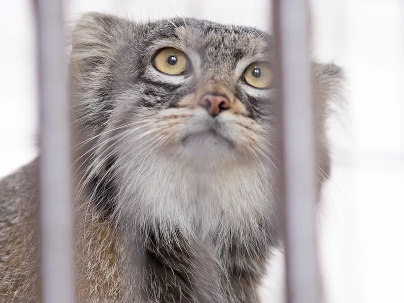 野毛山動物園のフィーガの写真