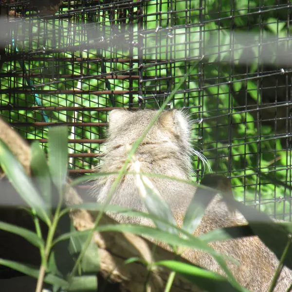 スミソニアン国立動物園のセバとアカルの写真