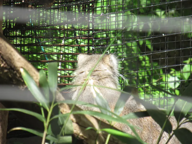 スミソニアン国立動物園のセバとアカルの写真