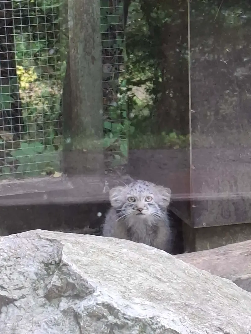 コシツェ動物園のアラニの子（2026年生まれ）Ⅰの写真