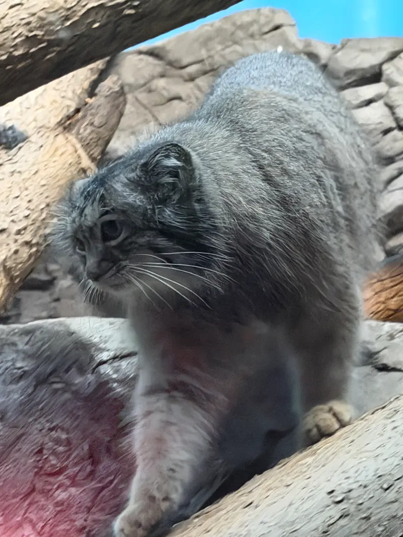 シンシナティ動物園のイザベルの写真