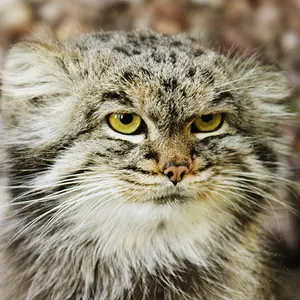 バナム動物園のバックの写真