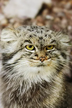 バナム動物園のバックの写真