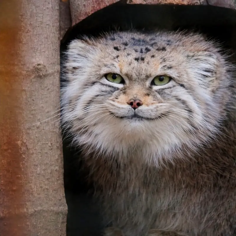 ワルシャワ動物園のジェシーの写真