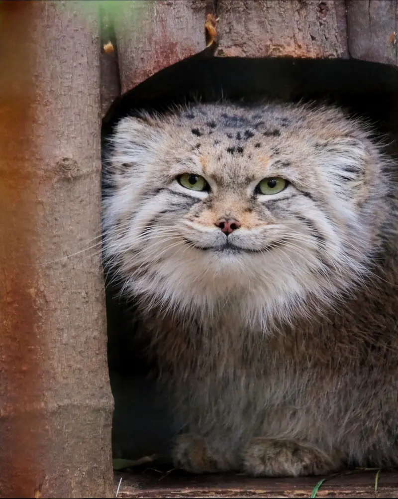 ワルシャワ動物園のジェシーの写真