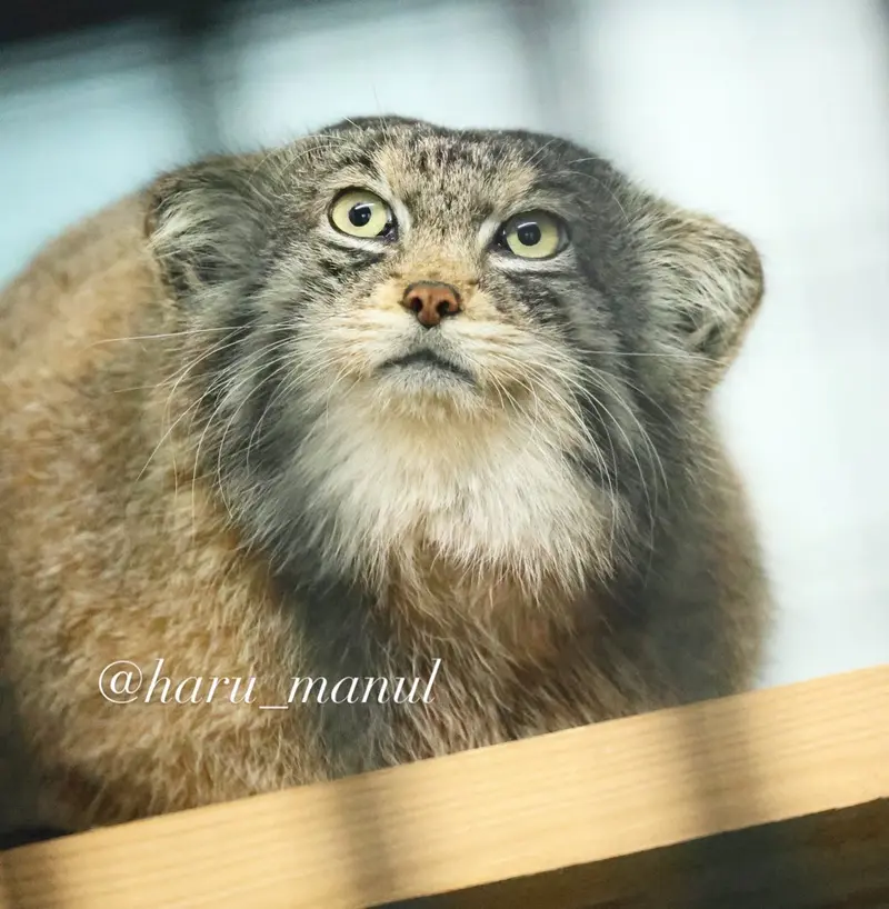 神戸市立王子動物園のイーリスの写真