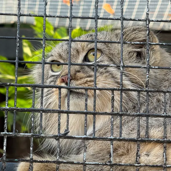 レニングラード動物園のシューの写真