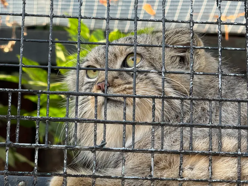 レニングラード動物園のシューの写真