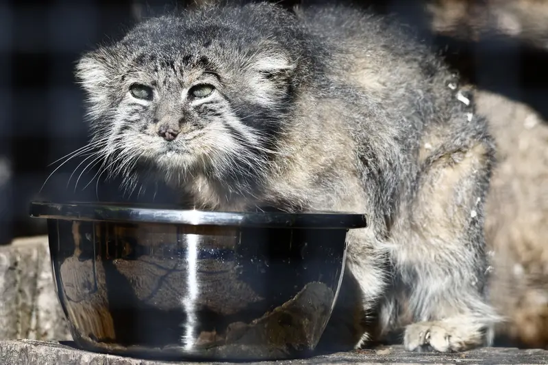 レニングラード動物園のスヴェンの写真