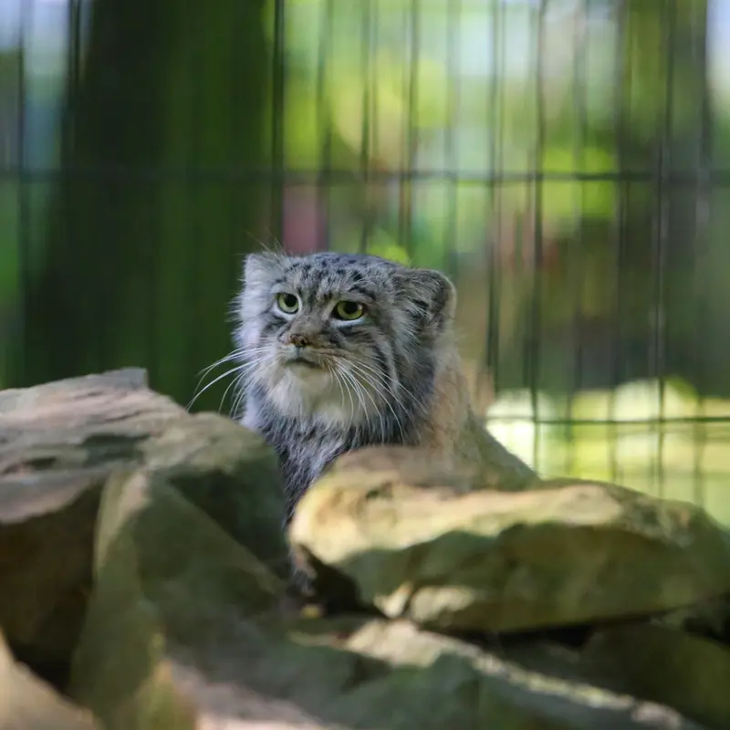 クラクフ動物園のツァスの写真
