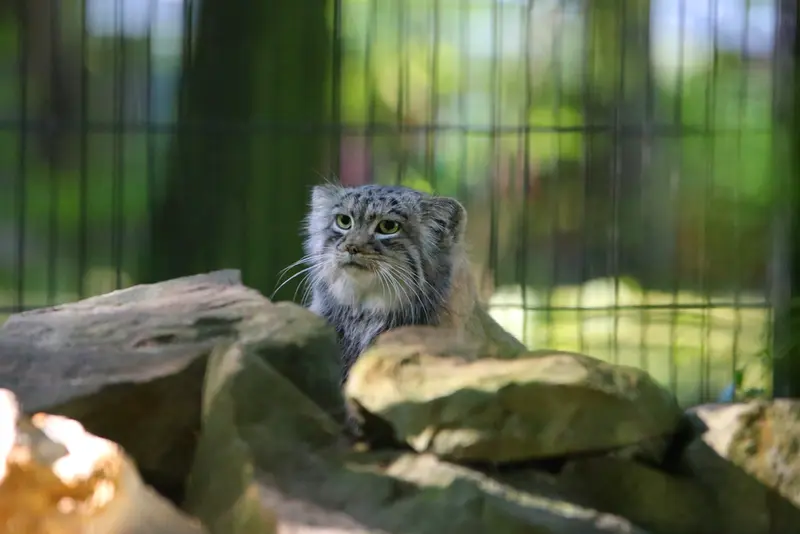 クラクフ動物園のツァスの写真