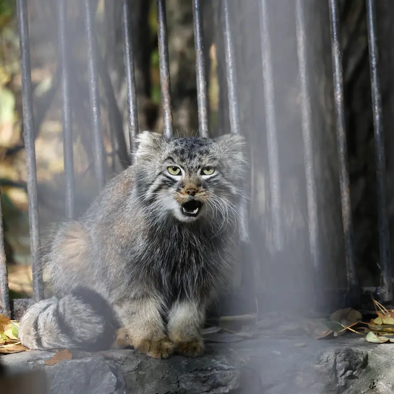 ノヴォシビルスク動物園のレオンの写真