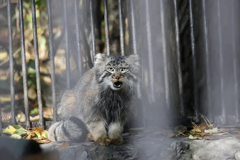 ノヴォシビルスク動物園のレオンの写真